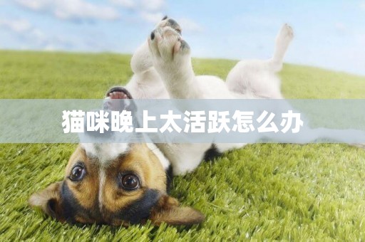 貓咪晚上太活躍怎么辦