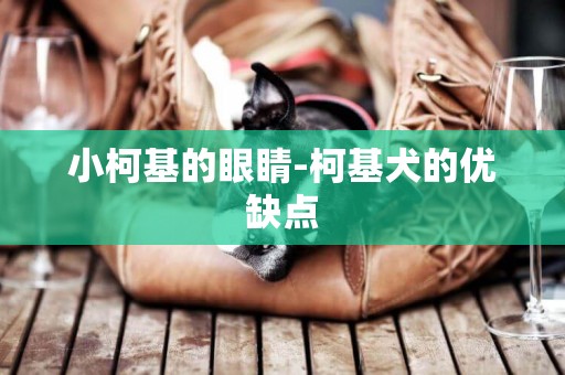 小柯基的眼睛-柯基犬的優缺點