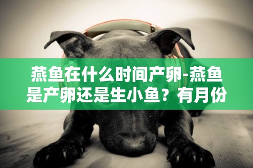 燕魚在什么時間產卵-燕魚是產卵還是生小魚？有月份嗎