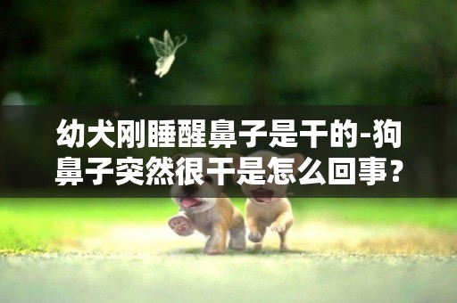幼犬剛睡醒鼻子是干的-狗鼻子突然很干是怎么回事？