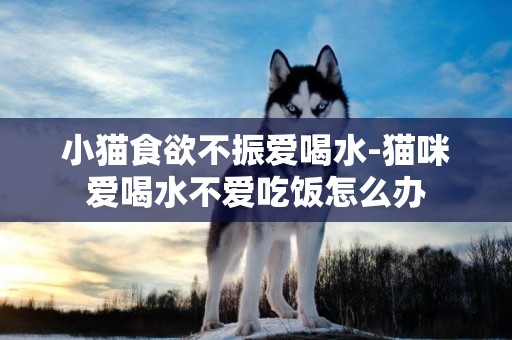 小貓食欲不振愛喝水-貓咪愛喝水不愛吃飯怎么辦