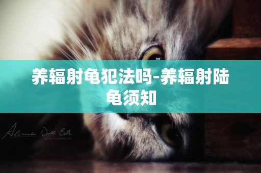 養輻射龜犯法嗎-養輻射陸龜須知