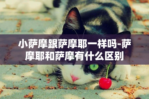 小薩摩跟薩摩耶一樣嗎-薩摩耶和薩摩有什么區別