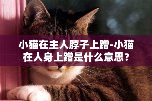 小貓在主人脖子上蹭-小貓在人身上蹭是什么意思？