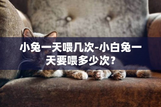 小兔一天喂幾次-小白兔一天要喂多少次？