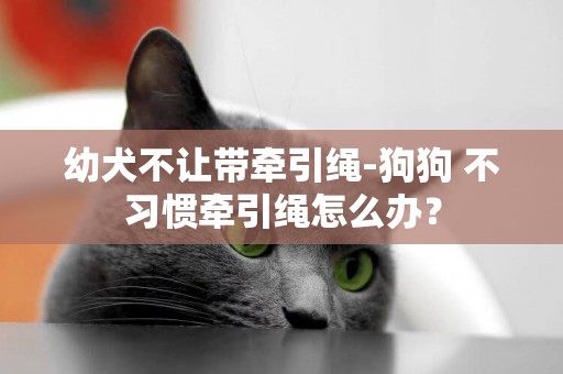 幼犬不讓帶牽引繩-狗狗 不習慣牽引繩怎么辦？