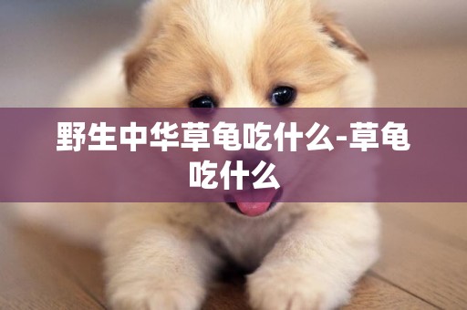 野生中華草龜吃什么-草龜吃什么
