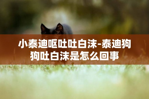 小泰迪嘔吐吐白沫-泰迪狗狗吐白沫是怎么回事