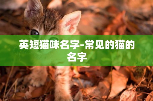 英短貓咪名字-常見的貓的名字