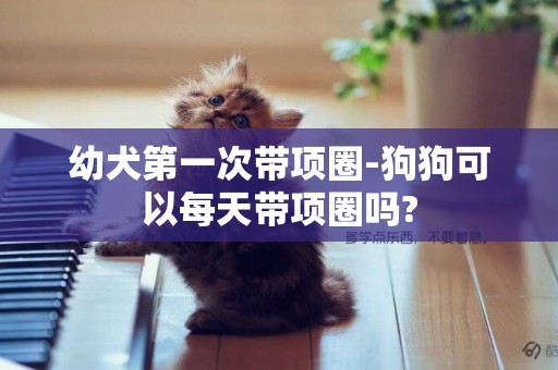幼犬第一次帶項圈-狗狗可以每天帶項圈嗎?