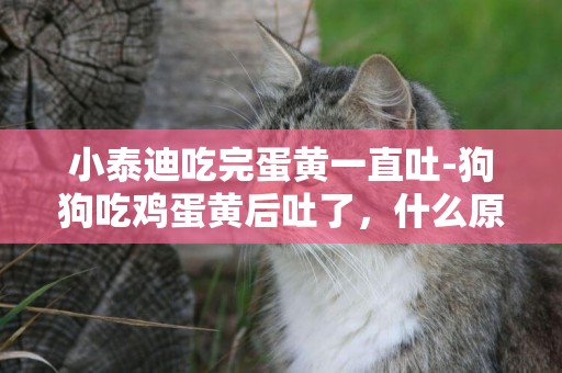 小泰迪吃完蛋黃一直吐-狗狗吃雞蛋黃后吐了，什么原因