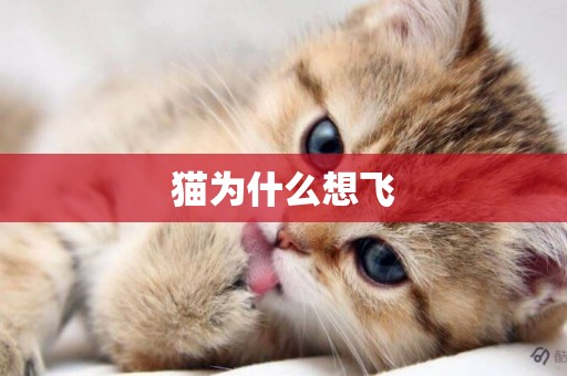 貓為什么想飛