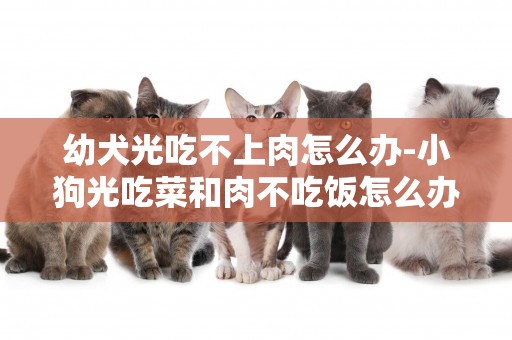 幼犬光吃不上肉怎么辦-小狗光吃菜和肉不吃飯怎么辦
