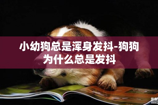 小幼狗總是渾身發抖-狗狗為什么總是發抖