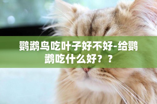 鸚鵡鳥吃葉子好不好-給鸚鵡吃什么好？？
