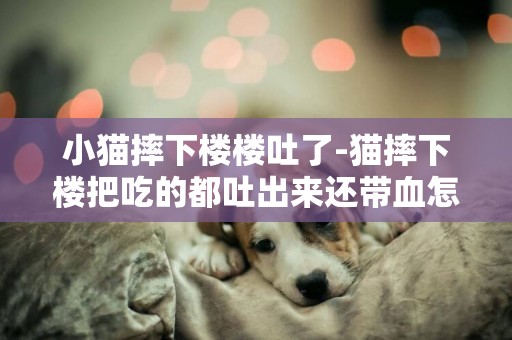 小貓摔下樓樓吐了-貓摔下樓把吃的都吐出來還帶血怎么辦