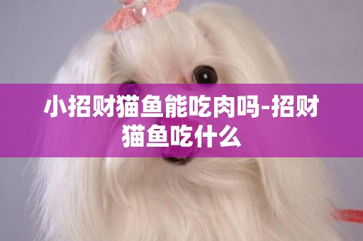 小招財貓魚能吃肉嗎-招財貓魚吃什么