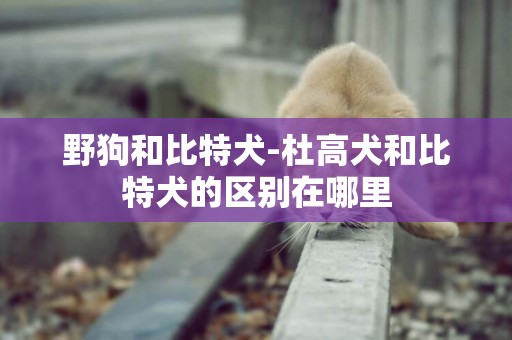 野狗和比特犬-杜高犬和比特犬的區別在哪里