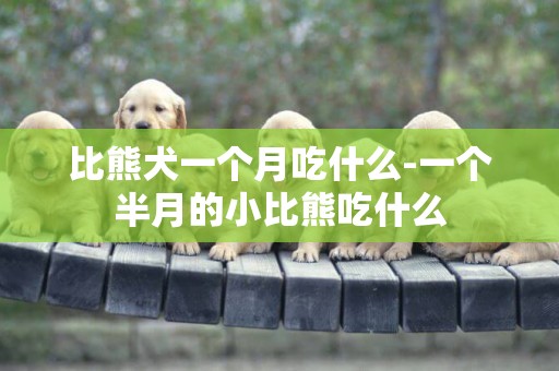 比熊犬一個月吃什么-一個半月的小比熊吃什么