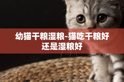 幼貓干糧濕糧-貓吃干糧好還是濕糧好