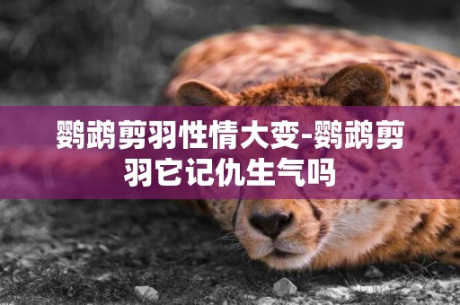 鸚鵡剪羽性情大變-鸚鵡剪羽它記仇生氣嗎