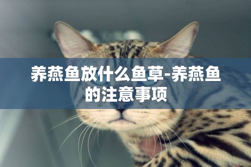 養燕魚放什么魚草-養燕魚的注意事項