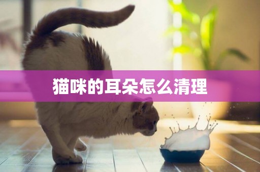 貓咪的耳朵怎么清理