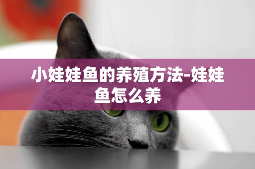 小娃娃魚的養殖方法-娃娃魚怎么養