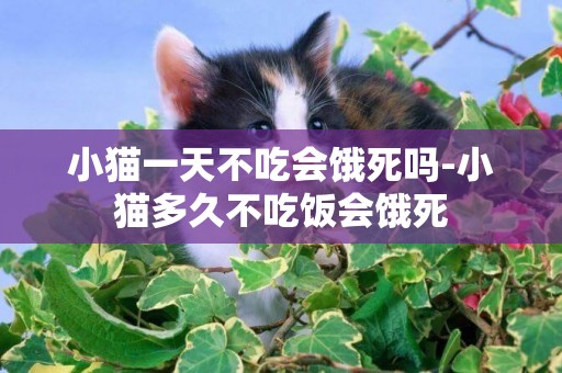 小貓一天不吃會餓死嗎-小貓多久不吃飯會餓死