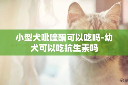 小型犬吡喹酮可以吃嗎-幼犬可以吃抗生素嗎