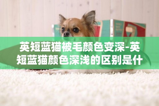 英短藍貓被毛顏色變深-英短藍貓顏色深淺的區別是什么？
