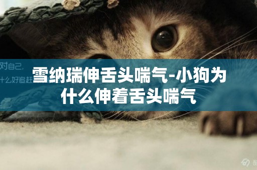雪納瑞伸舌頭喘氣-小狗為什么伸著舌頭喘氣