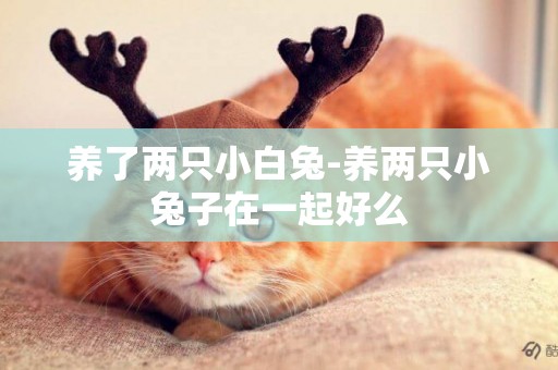 養了兩只小白兔-養兩只小兔子在一起好么