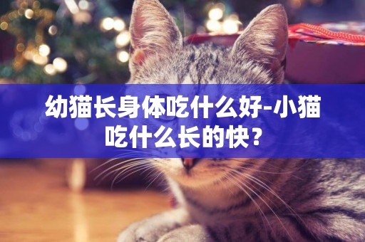 幼貓長身體吃什么好-小貓吃什么長的快？
