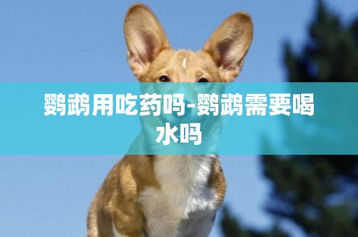 鸚鵡用吃藥嗎-鸚鵡需要喝水嗎