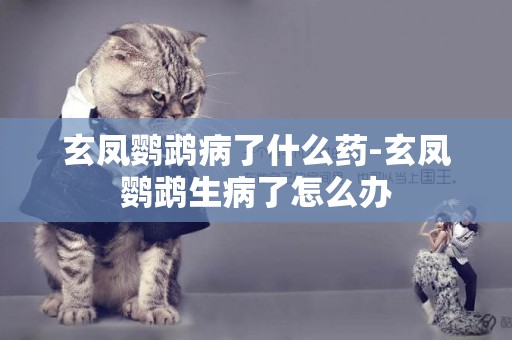 玄鳳鸚鵡病了什么藥-玄鳳鸚鵡生病了怎么辦
