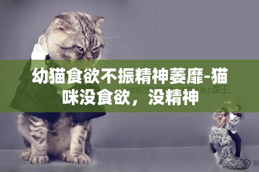 幼貓食欲不振精神萎靡-貓咪沒食欲，沒精神