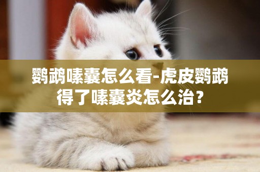 鸚鵡嗉囊怎么看-虎皮鸚鵡得了嗉囊炎怎么治？