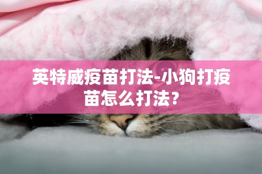 英特威疫苗打法-小狗打疫苗怎么打法？