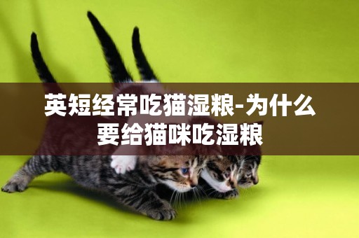 英短經常吃貓濕糧-為什么要給貓咪吃濕糧