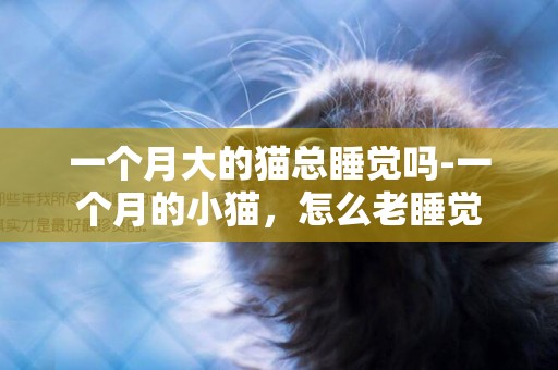 一個月大的貓總睡覺嗎-一個月的小貓，怎么老睡覺