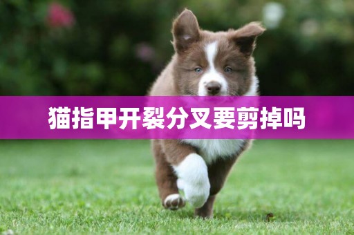 貓指甲開裂分叉要剪掉嗎