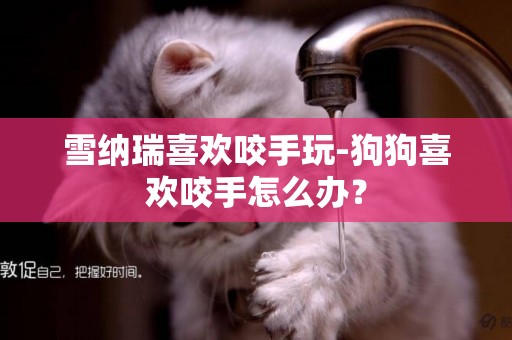 雪納瑞喜歡咬手玩-狗狗喜歡咬手怎么辦？