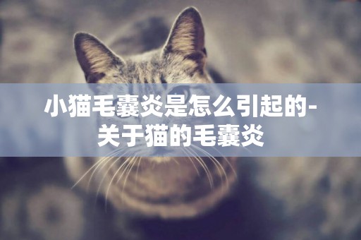 小貓毛囊炎是怎么引起的-關于貓的毛囊炎