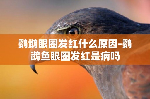 鸚鵡眼圈發紅什么原因-鸚鵡魚眼圈發紅是病嗎