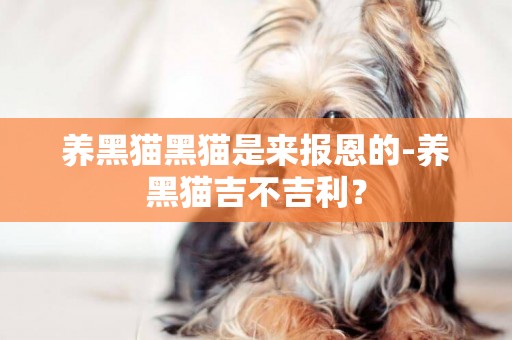養黑貓黑貓是來報恩的-養黑貓吉不吉利？