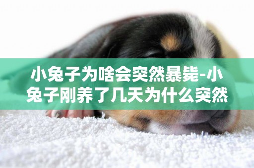 小兔子為啥會突然暴斃-小兔子剛養了幾天為什么突然就死了？