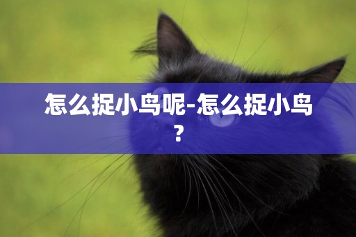 怎么捉小鳥呢-怎么捉小鳥?