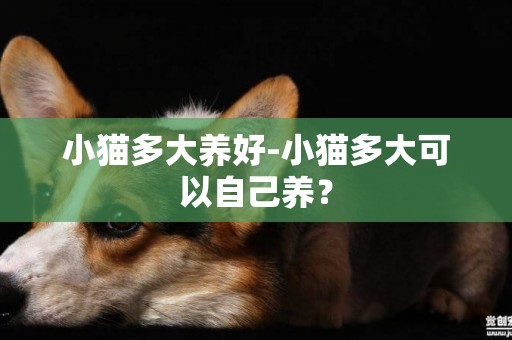 小貓多大養好-小貓多大可以自己養？