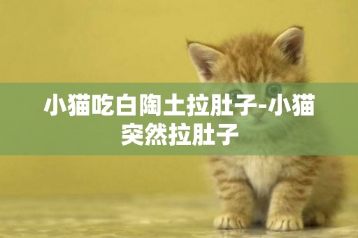 小貓吃白陶土拉肚子-小貓突然拉肚子
